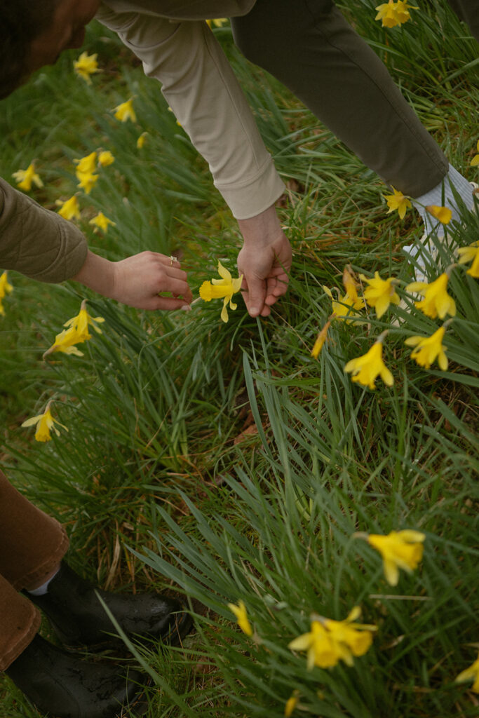 Couple picking yellow flowers at mount pisgah in eugene OR